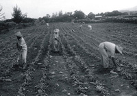連結：瑞源工作隊-鳳梨園施肥除草（50~60年攝）（另開新視窗）
