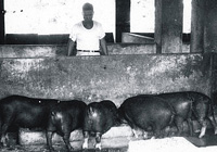 連結：好大的豬，這是榮民們養的豬隻可是當年最大的福利（50~60年攝）（另開新視窗）